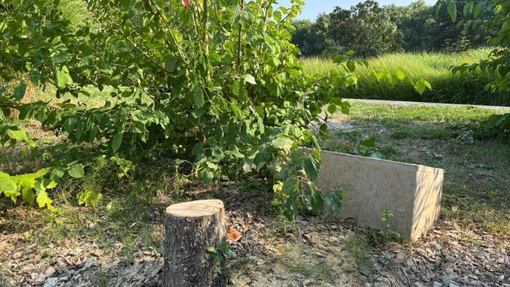 , Épinay-sur-Seine ; Les jumeaux jugés pour avoir scié l’arbre en hommage à Ilan Halimi condamnés… mais pas pour antisémitisme