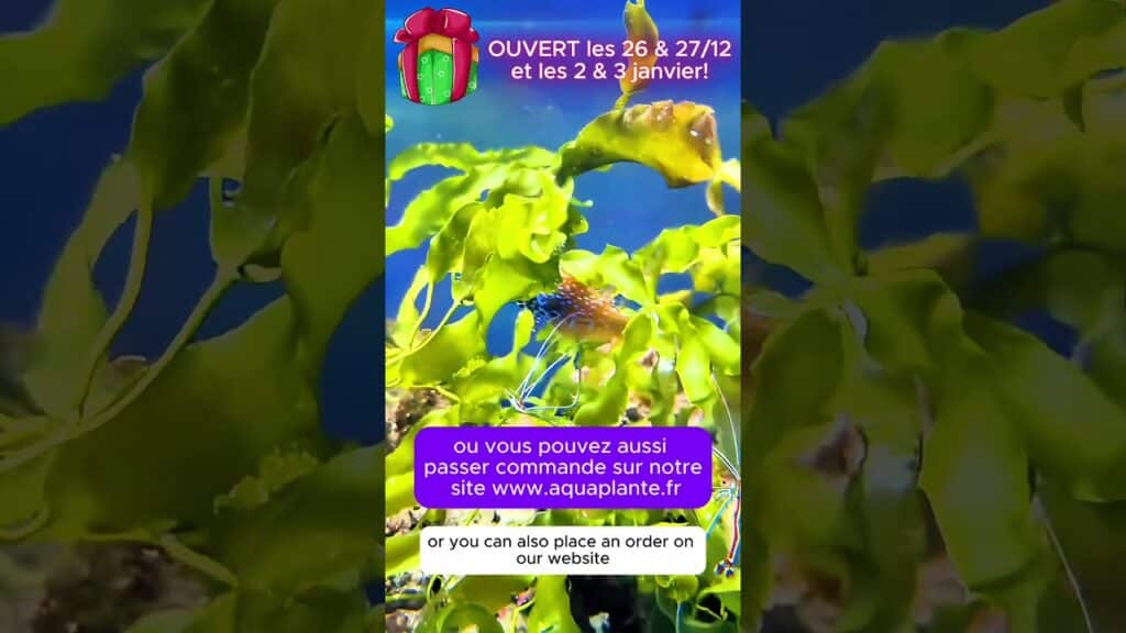 , Sartrouville,Macropharyngodon bipartitus 🌈🐠